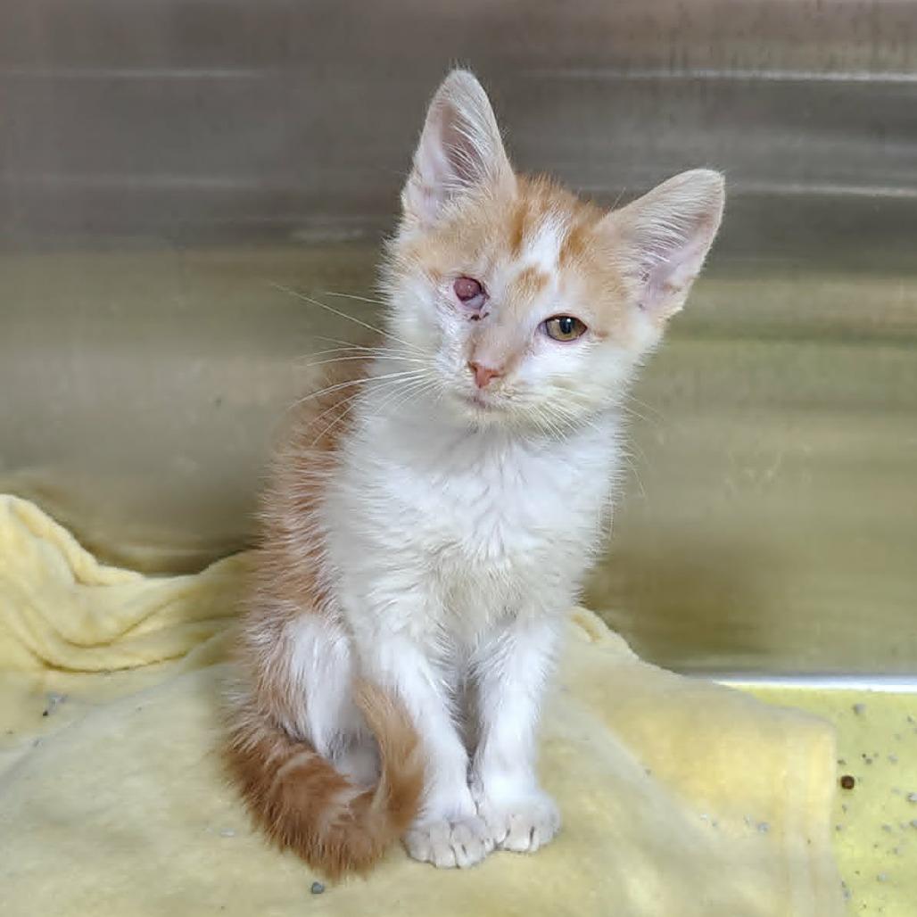 Kenny, Adoptable, Kitten Male Domestic Short Hair.