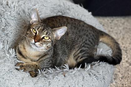 Enlarge Jim Halpurrt, a Adoptable Domestic Short Hair in Baton Rouge, LA image 1/1