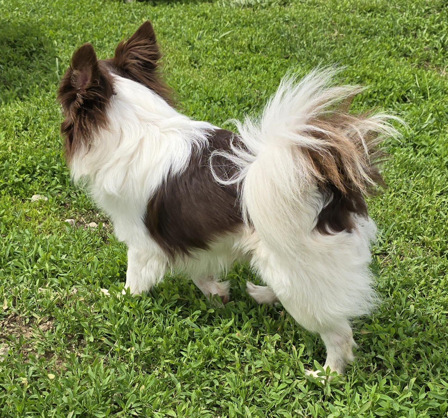 Enlarge Roscoe, an adopted mixed breed in Terre Haute, IN image 4/4