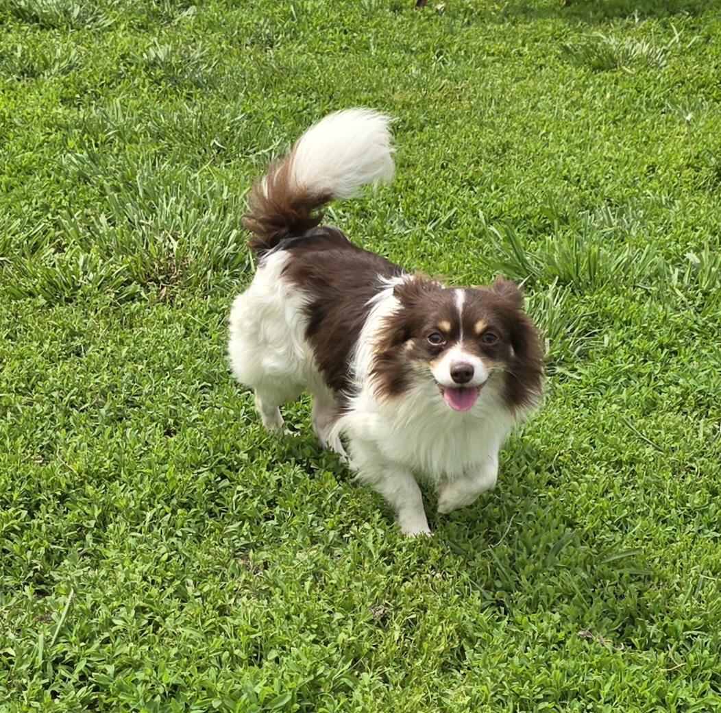 Enlarge Roscoe, an adopted mixed breed in Terre Haute, IN image 3/4