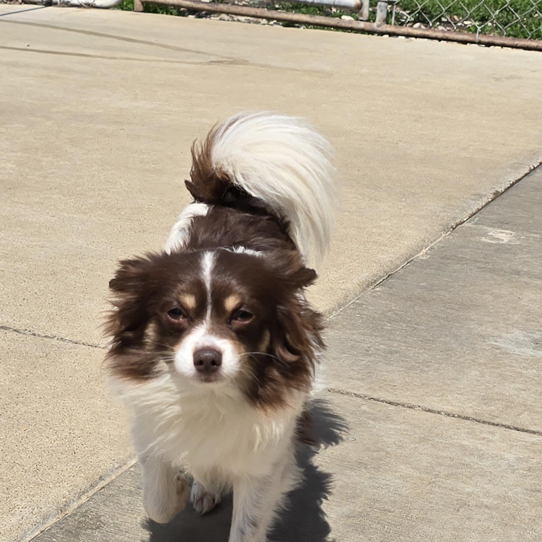 Enlarge Roscoe, an adopted mixed breed in Terre Haute, IN image 2/4