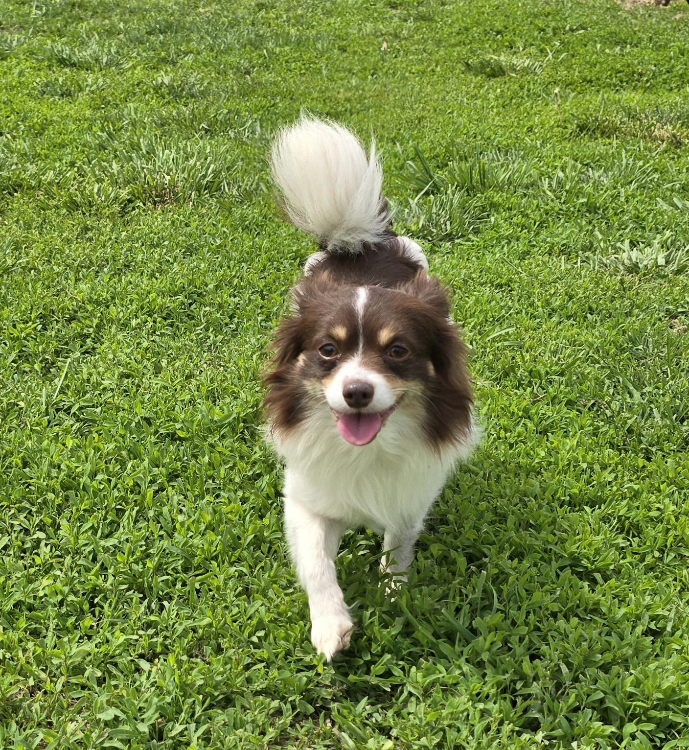 Roscoe, adopted, Young Male Pomeranian.