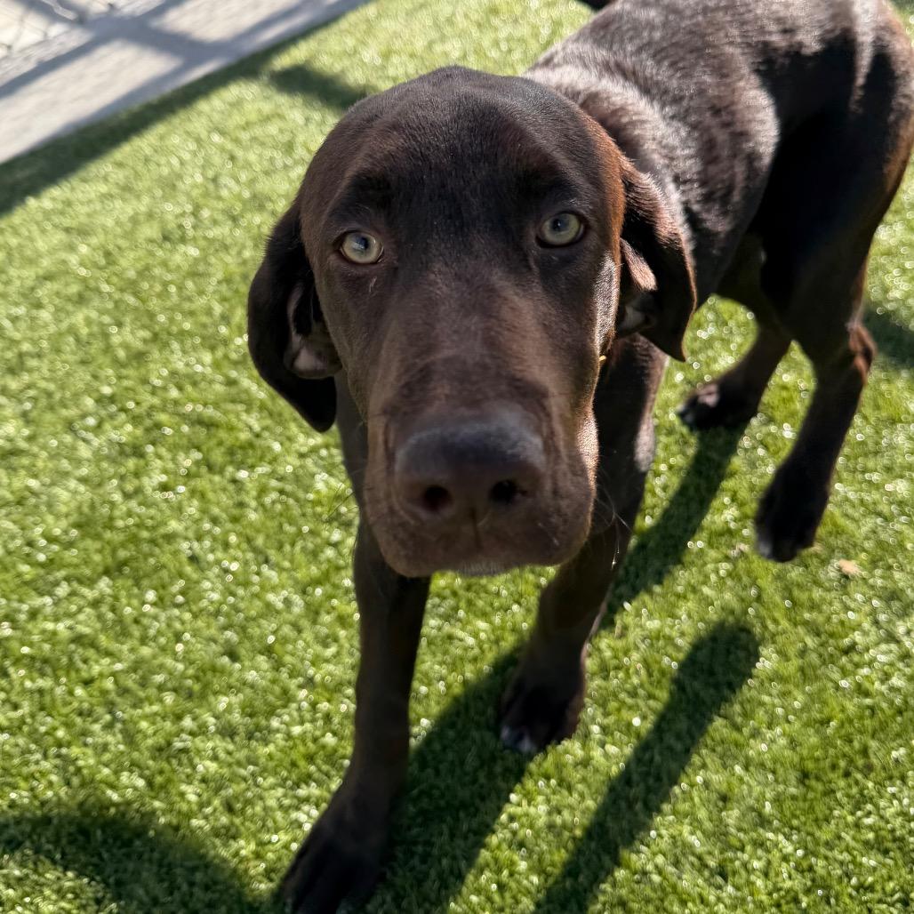 Enlarge Teddy, a Adoptable mixed breed in Cody, WY image 1/5