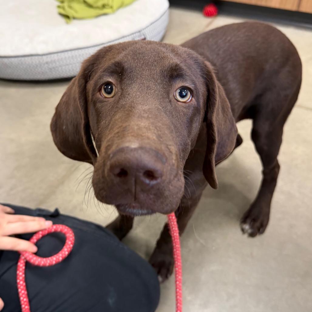 Enlarge Teddy, a Adoptable mixed breed in Cody, WY image 2/5