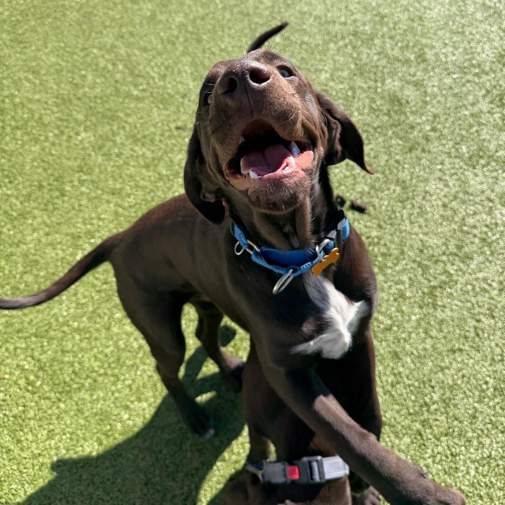 Enlarge Teddy, a Adoptable mixed breed in Cody, WY image 3/5