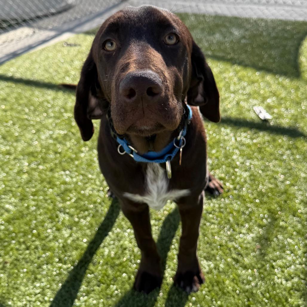 Enlarge Teddy, a Adoptable mixed breed in Cody, WY image 4/5