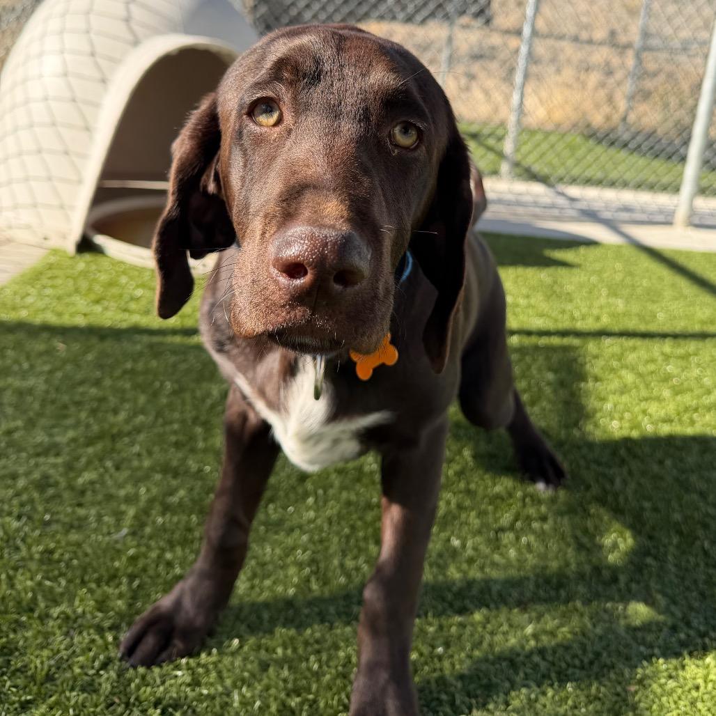 Enlarge Teddy, a Adoptable mixed breed in Cody, WY image 5/5