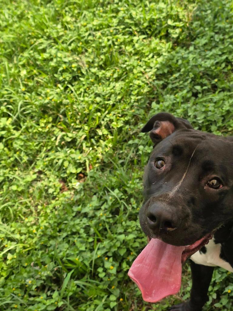 Harmony, Adoptable, Young Female Pit Bull Terrier.