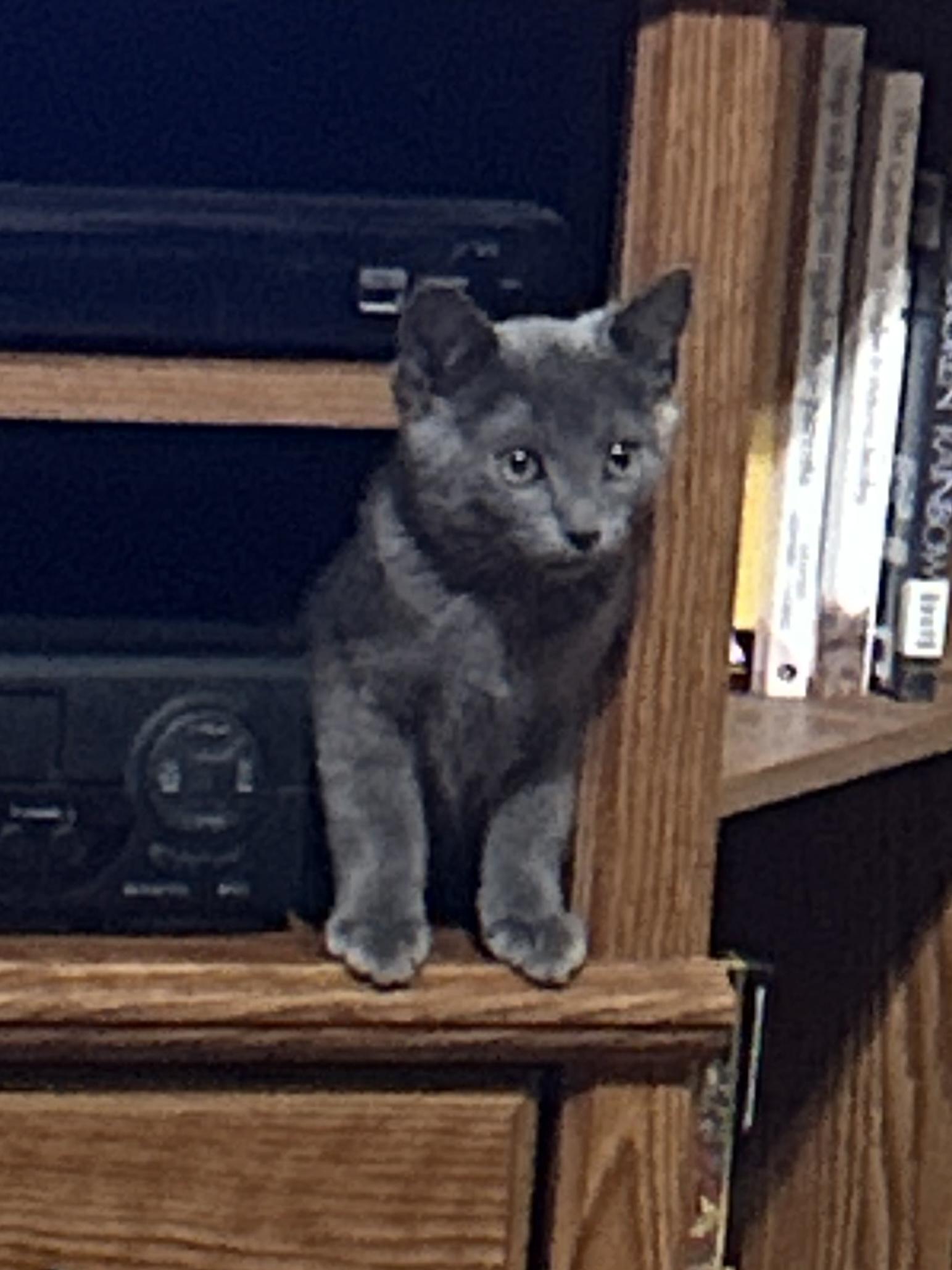 Silver Toes
