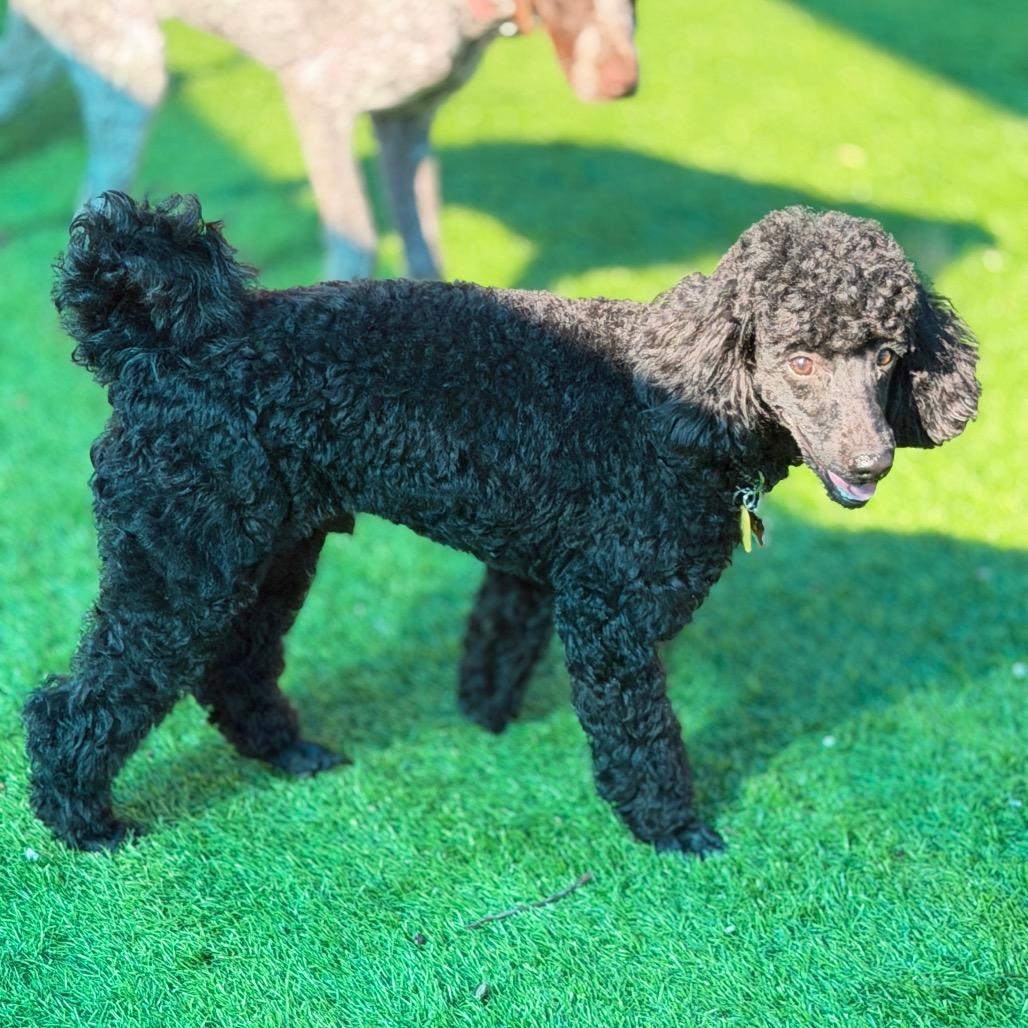 Tux, Adoptable, Young Male Poodle.