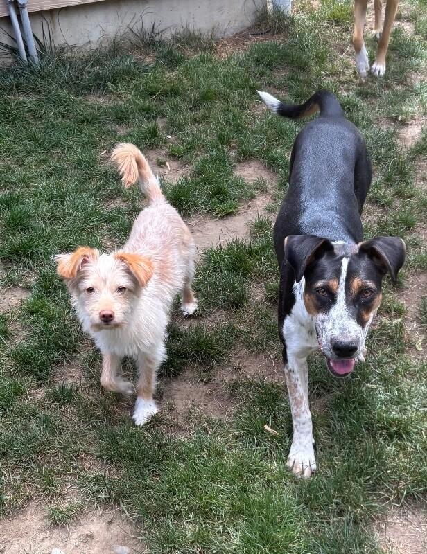 Pearl, Adoptable, Young Female Hound & Cattle Dog.