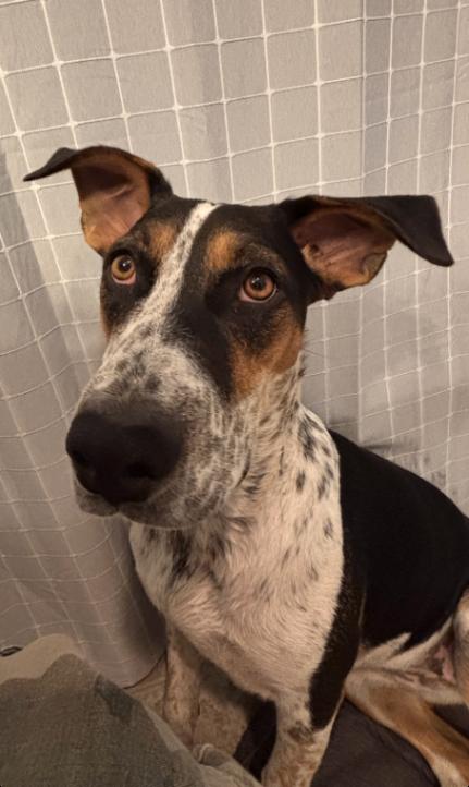 Enlarge Pearl, a Adoptable mixed breed in renton, WA image 2/6