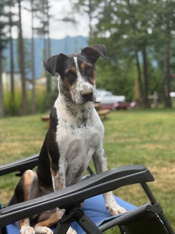 Enlarge Pearl, a Adoptable mixed breed in renton, WA image 3/6