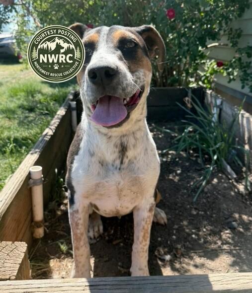 Enlarge Pearl, a Adoptable mixed breed in renton, WA image 5/6