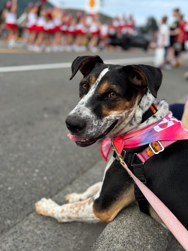 Enlarge Pearl, a Adoptable mixed breed in renton, WA image 6/6