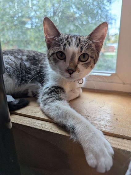 Enlarge Maybelle, a Adoptable mixed breed in Rice Lake, WI image 1/1