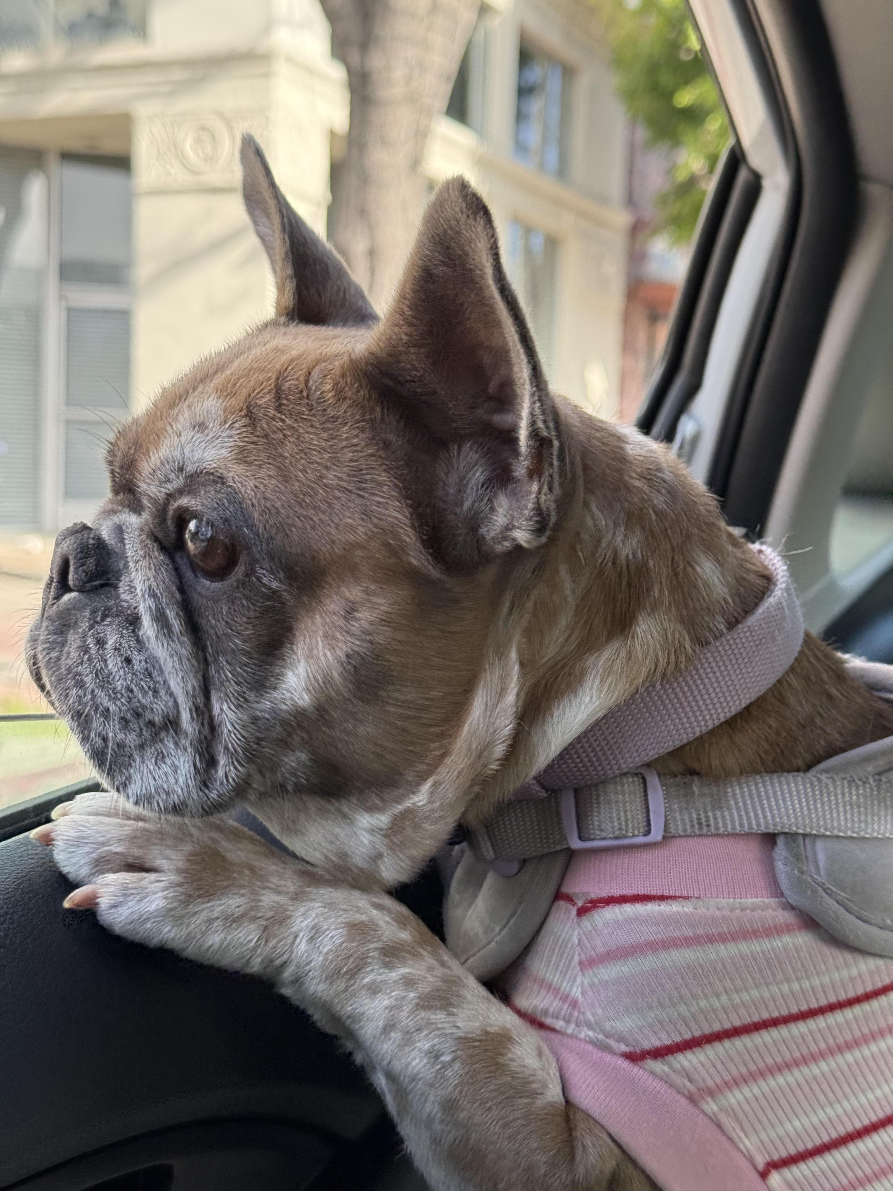 Enlarge Brandy, an adoptable French Bulldog in Los Angeles, CA image 2/6