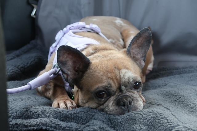 Enlarge Brandy, an adoptable French Bulldog in Los Angeles, CA image 5/6