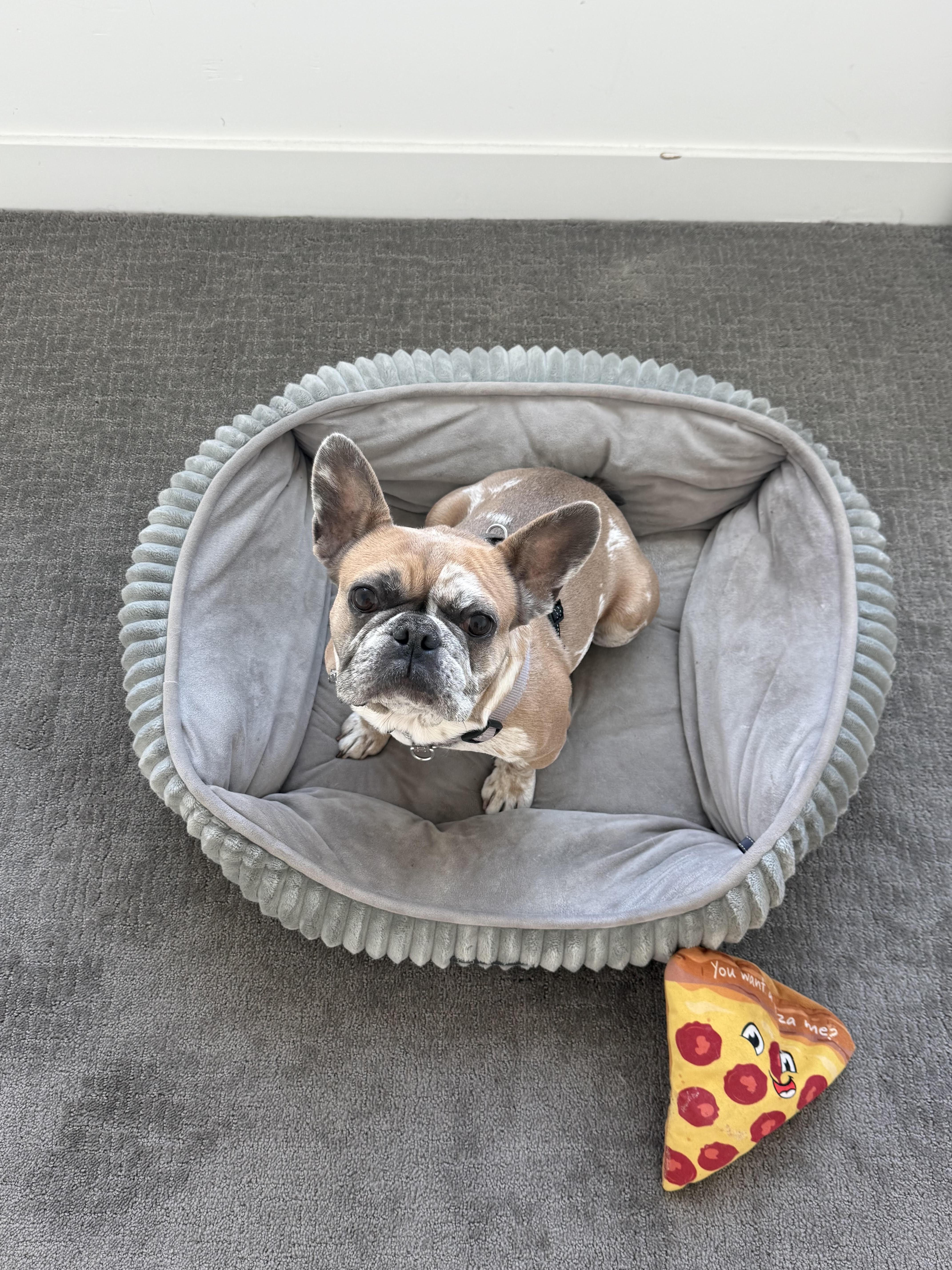 Enlarge Brandy, an adoptable French Bulldog in Los Angeles, CA image 1/6
