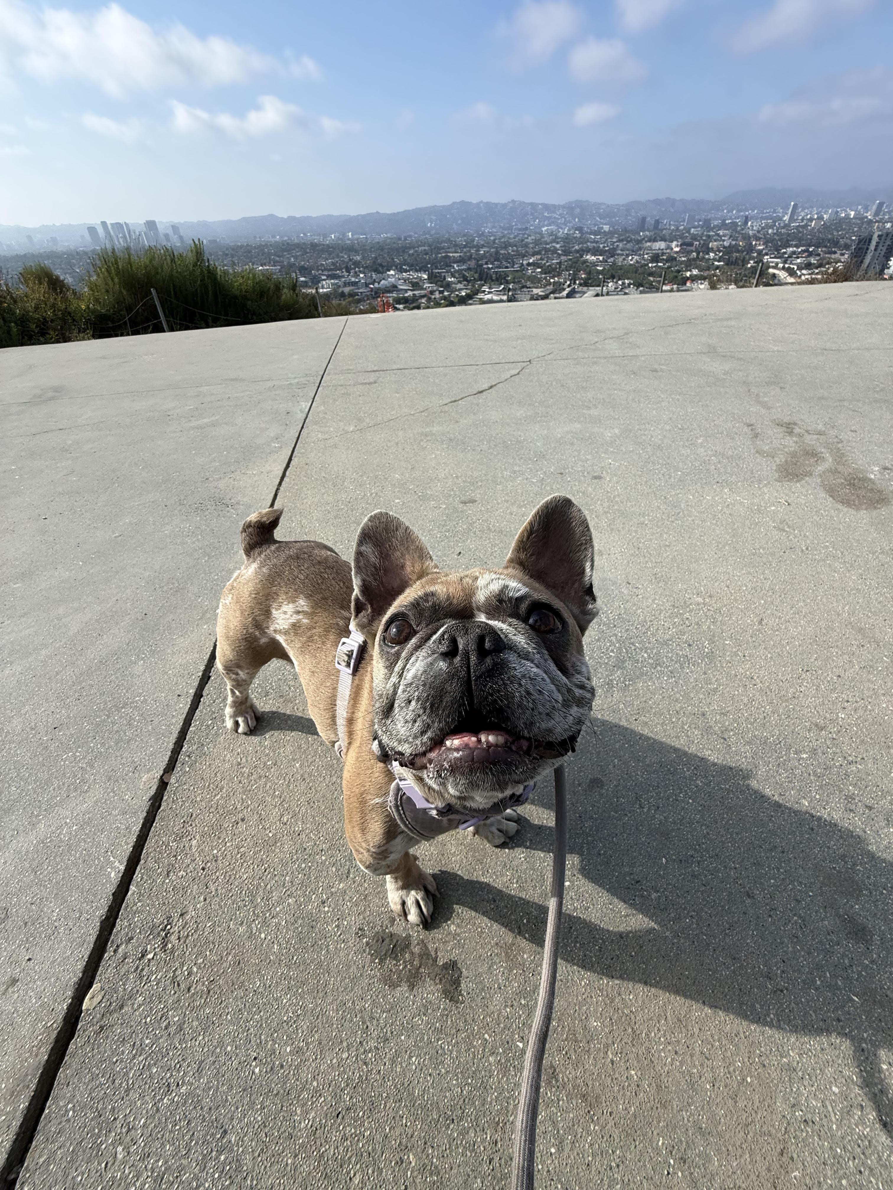 Enlarge Brandy, an adoptable French Bulldog in Los Angeles, CA image 3/6