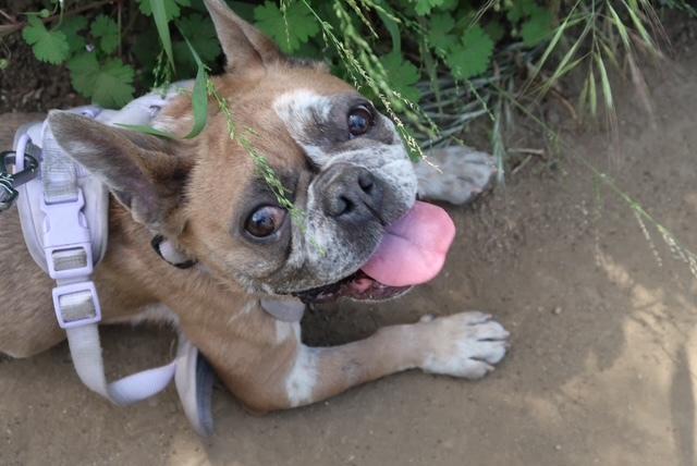 Enlarge Brandy, an adoptable French Bulldog in Los Angeles, CA image 6/6