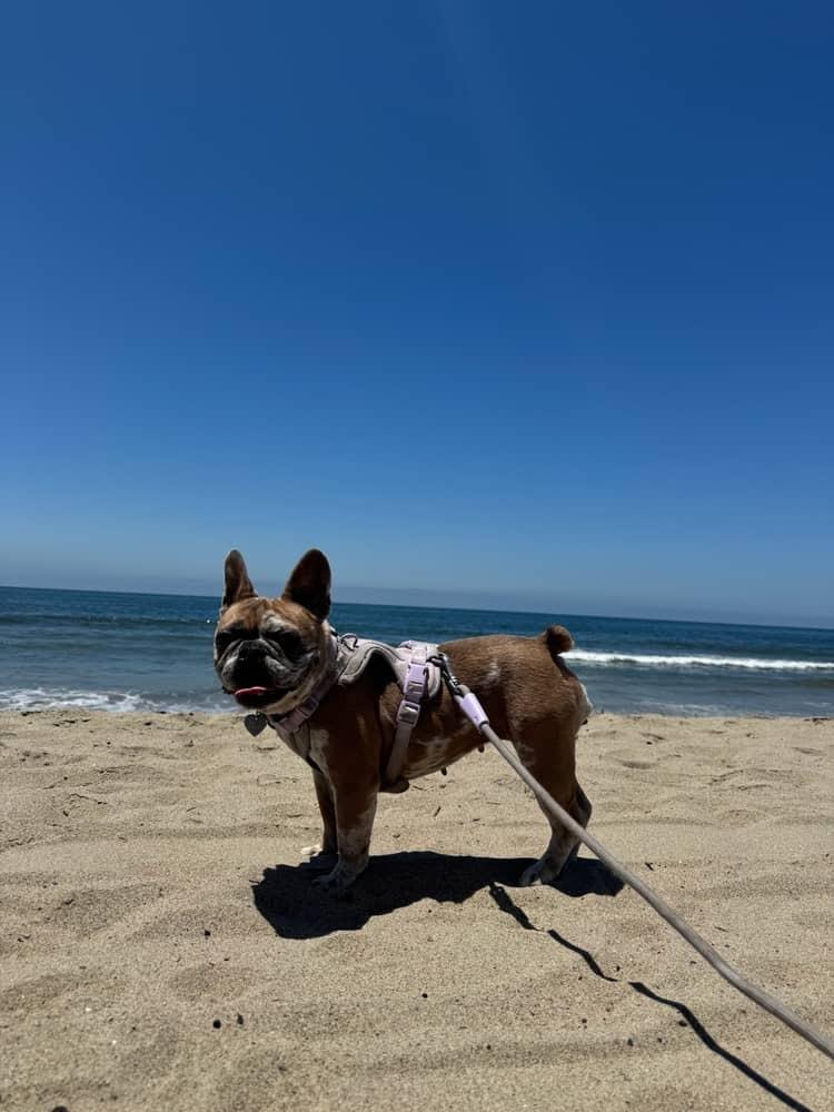 Enlarge Brandy, an adoptable French Bulldog in Los Angeles, CA image 4/6