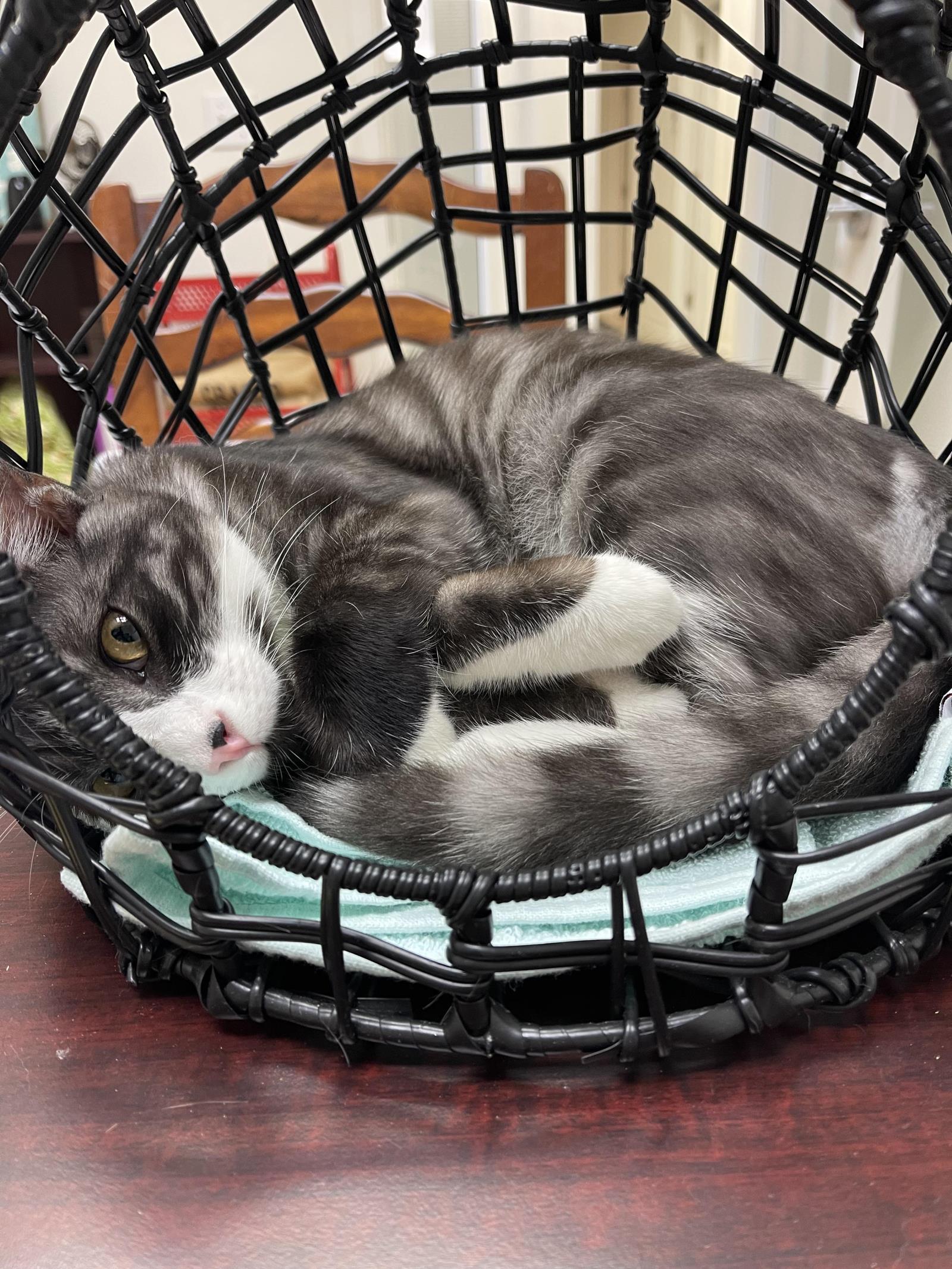 Haku, Adoptable, Adult Male Domestic Short Hair.