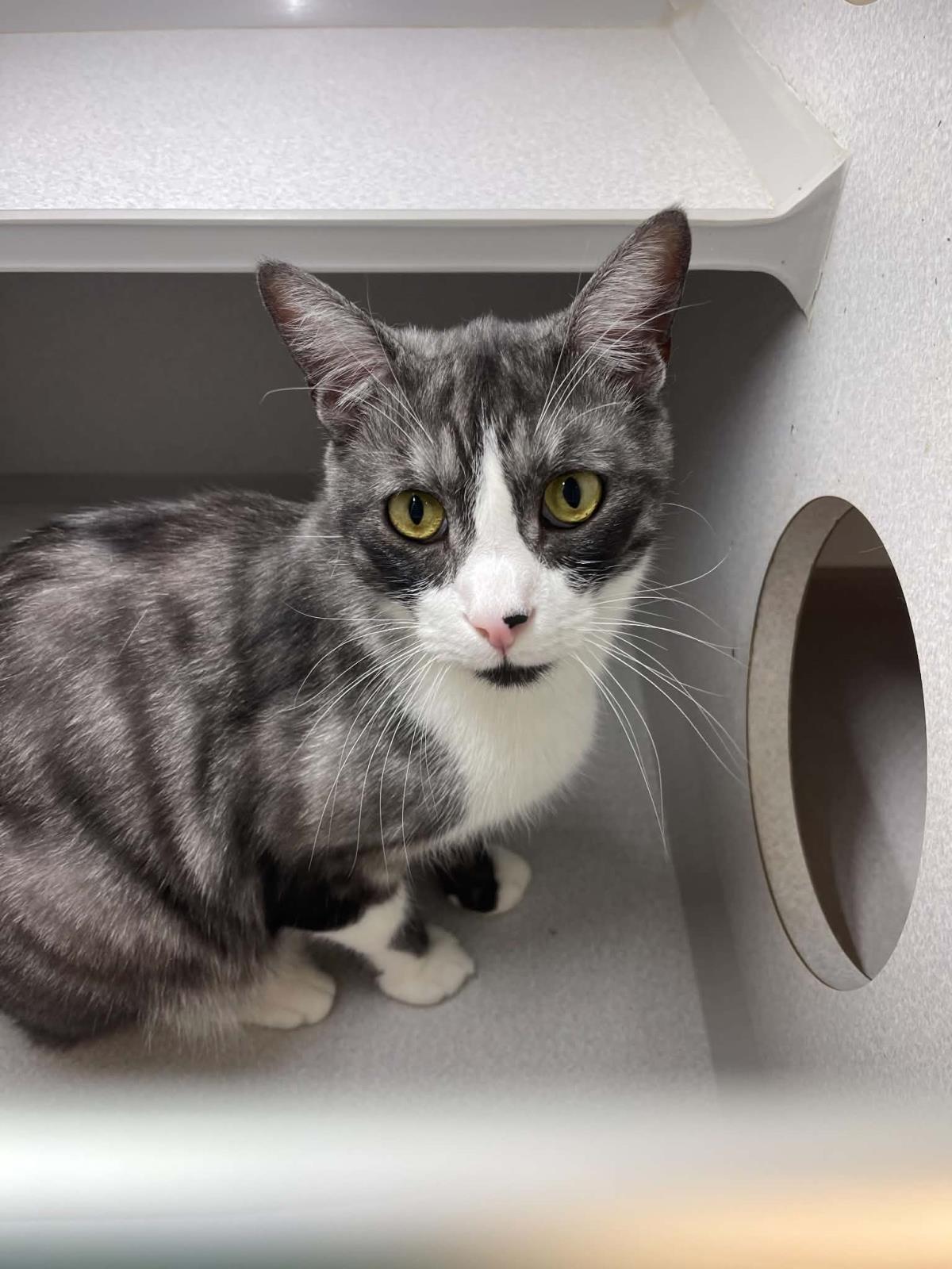 Enlarge Haku, a Adoptable mixed breed in Lincoln, CA image 5/5