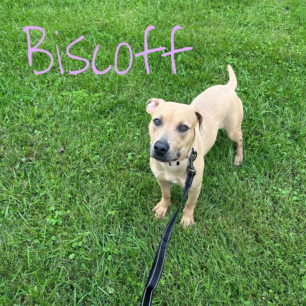 Biscoff, Adoptable, Young Female Pit Bull Terrier & Shepherd.