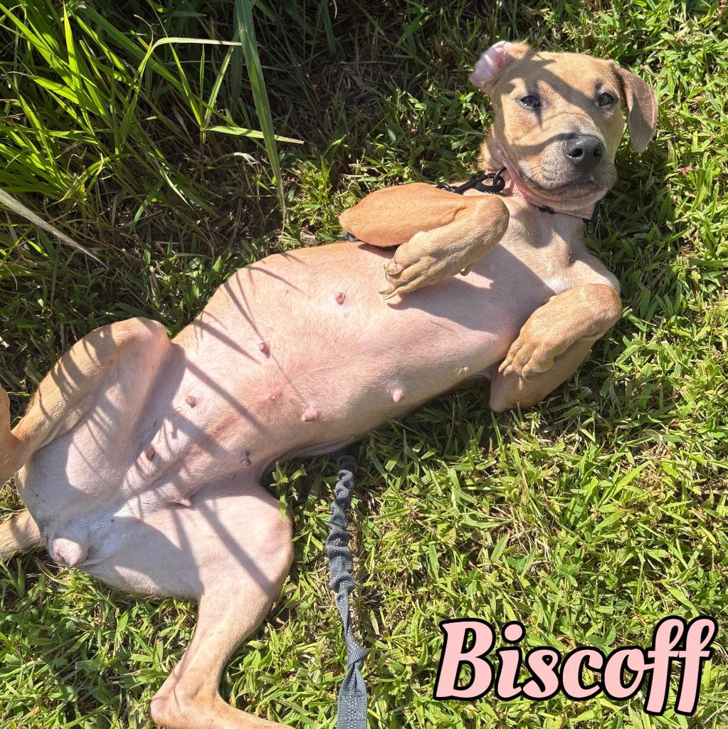 Enlarge Biscoff, a Adoptable mixed breed in Hillsboro, OH image 2/4