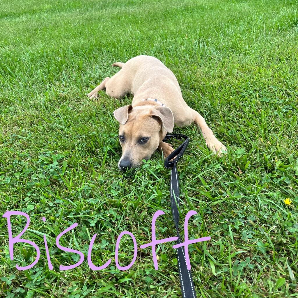 Enlarge Biscoff, a Adoptable mixed breed in Hillsboro, OH image 3/4