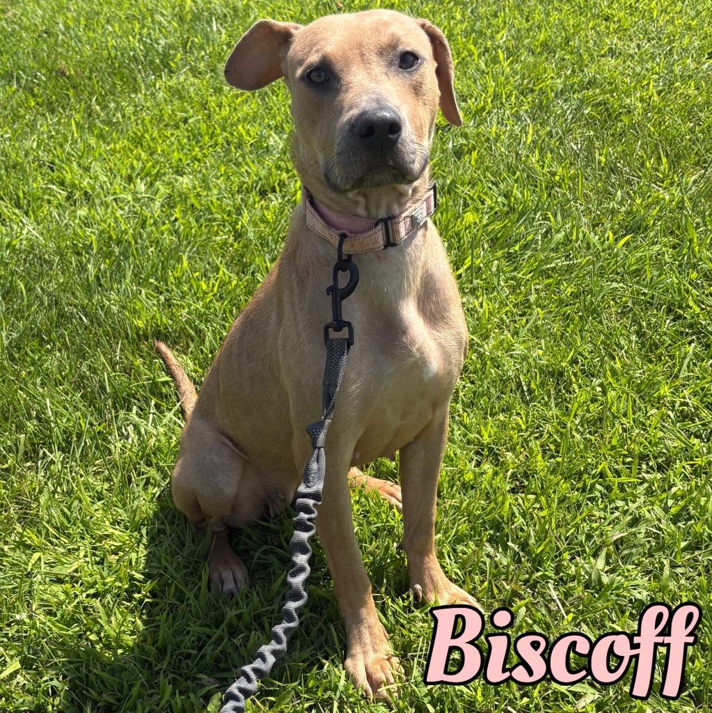 Enlarge Biscoff, a Adoptable mixed breed in Hillsboro, OH image 4/4