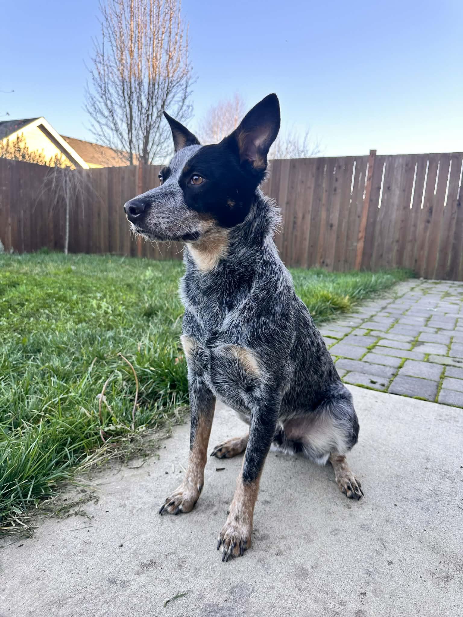 Enlarge Indie, a Adoptable Australian Cattle Dog / Blue Heeler in Salem, OR image 6/6