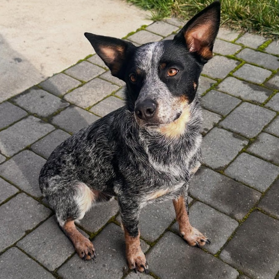 Enlarge Indie, a Adoptable Australian Cattle Dog / Blue Heeler in Salem, OR image 3/6