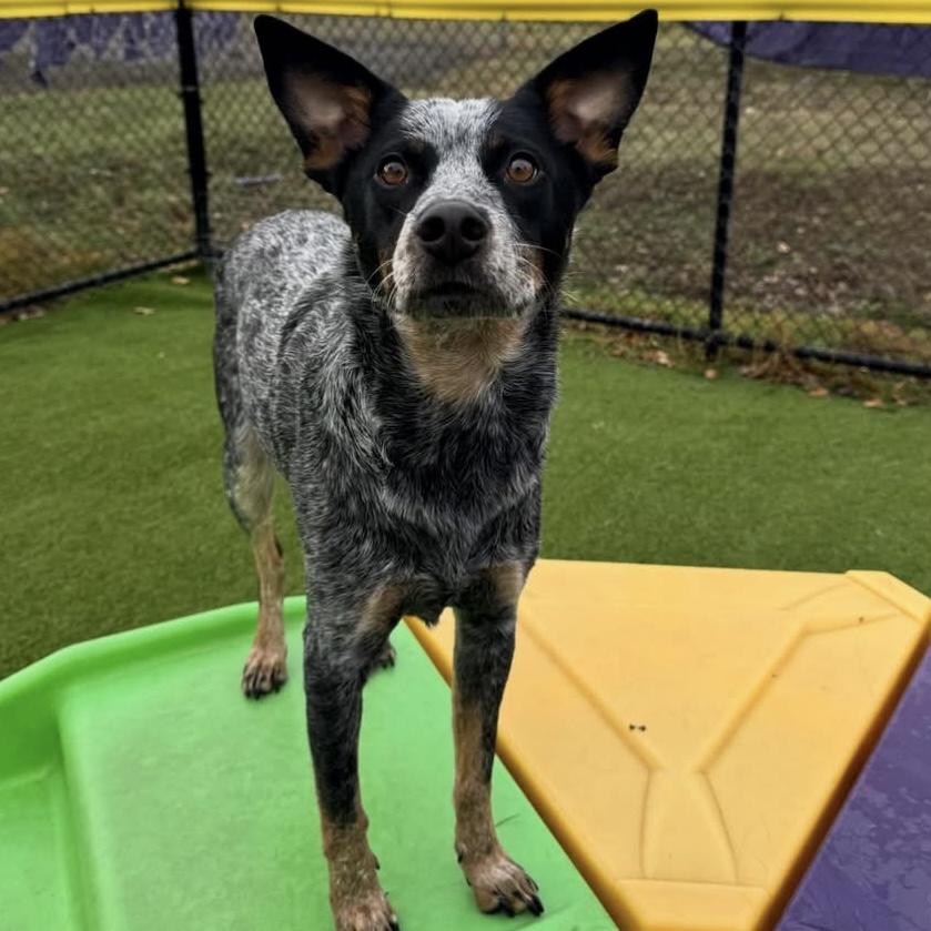 Enlarge Indie, a Adoptable Australian Cattle Dog / Blue Heeler in Salem, OR image 5/6