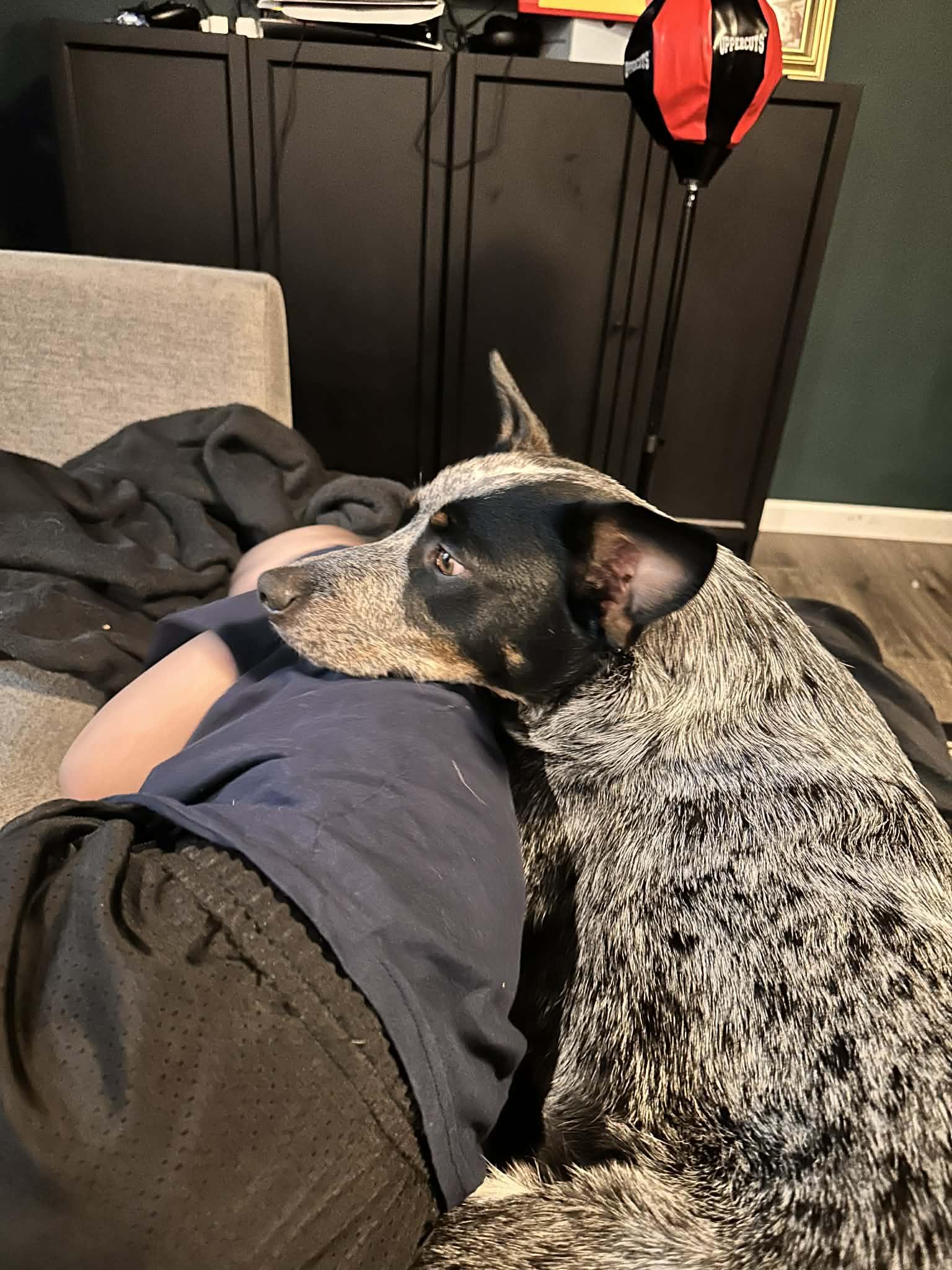 Enlarge Indie, a Adoptable Australian Cattle Dog / Blue Heeler in Salem, OR image 4/6