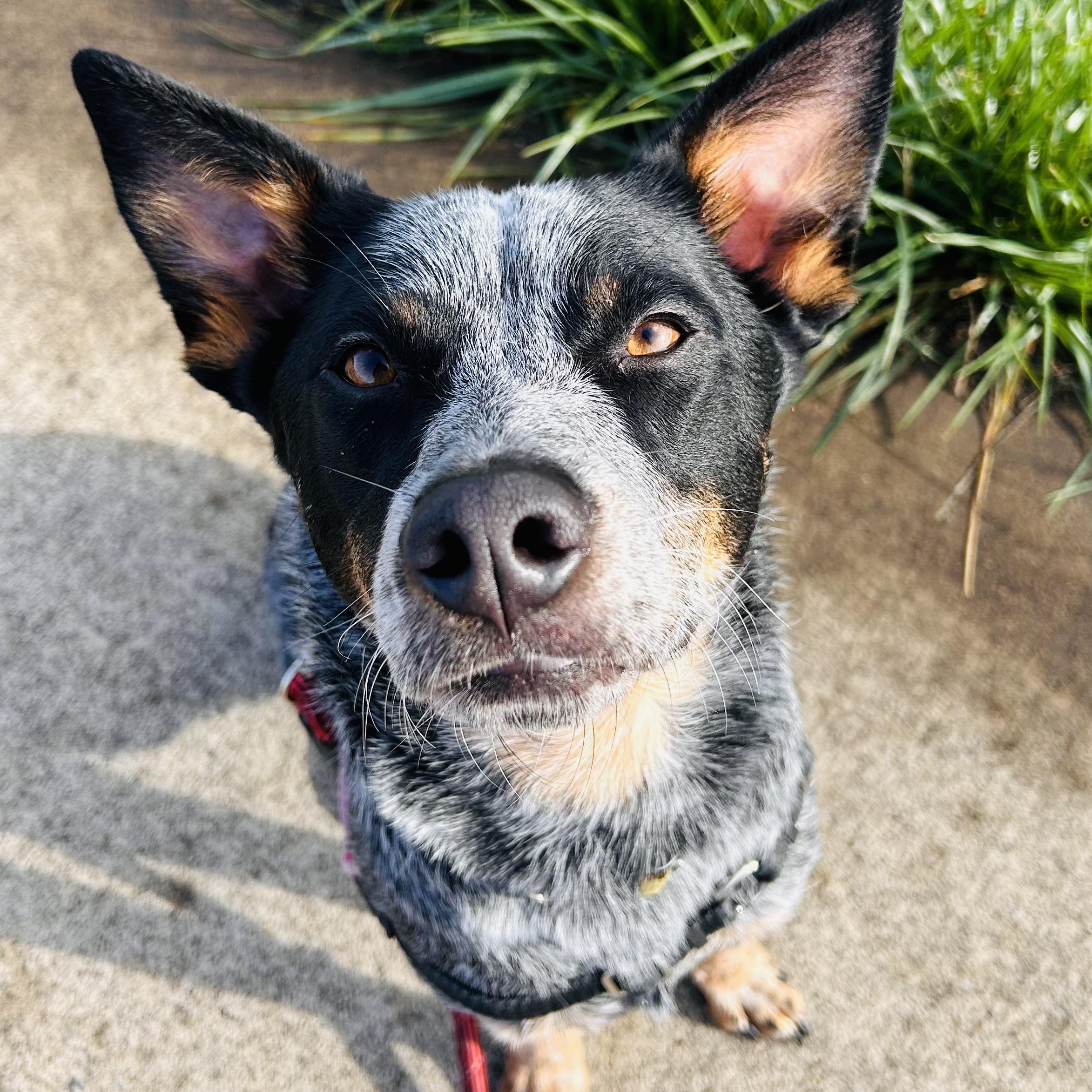Enlarge Indie, a Adoptable Australian Cattle Dog / Blue Heeler in Salem, OR image 1/6