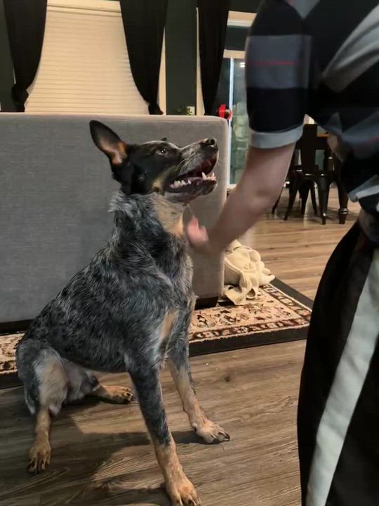 Enlarge Indie, a Adoptable Australian Cattle Dog / Blue Heeler in Salem, OR video 2/6