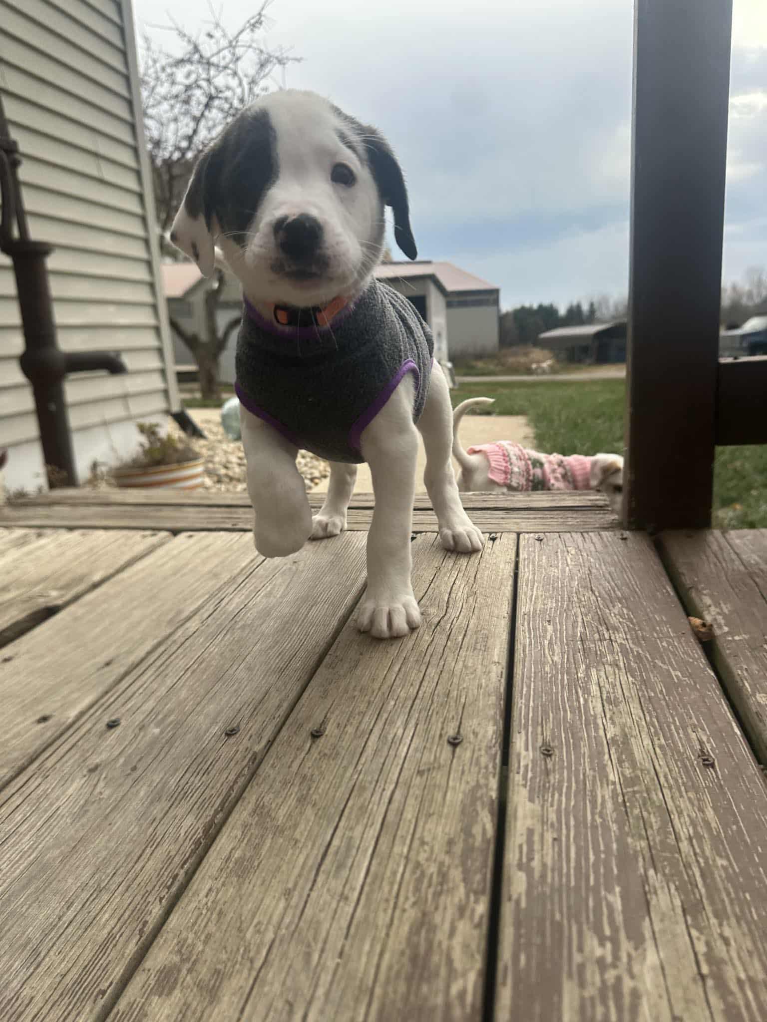 Diamond the Great Boxer-nees!