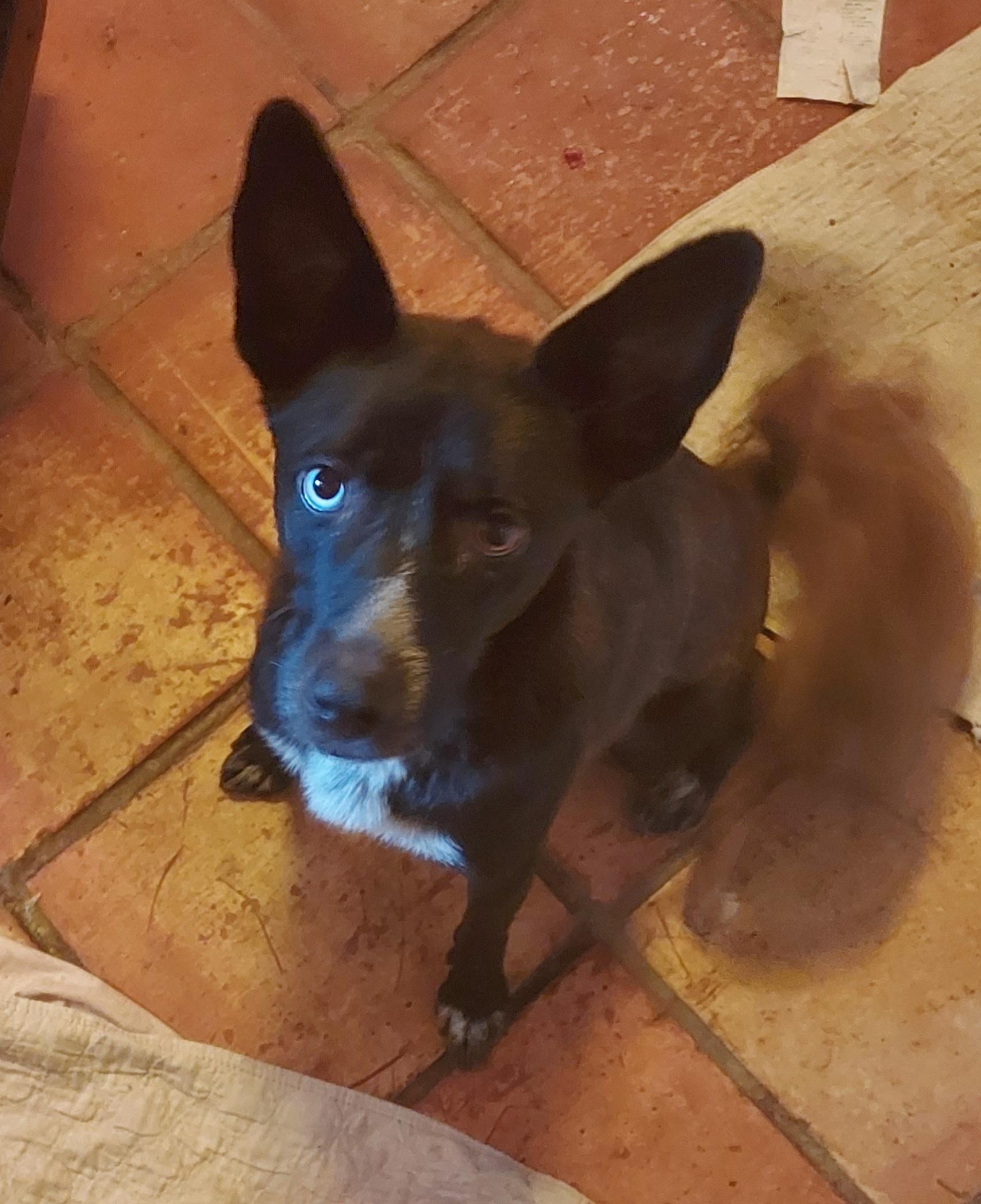 Enlarge Misty mistique, a Adoptable mixed breed in Ellijay, GA image 1/5