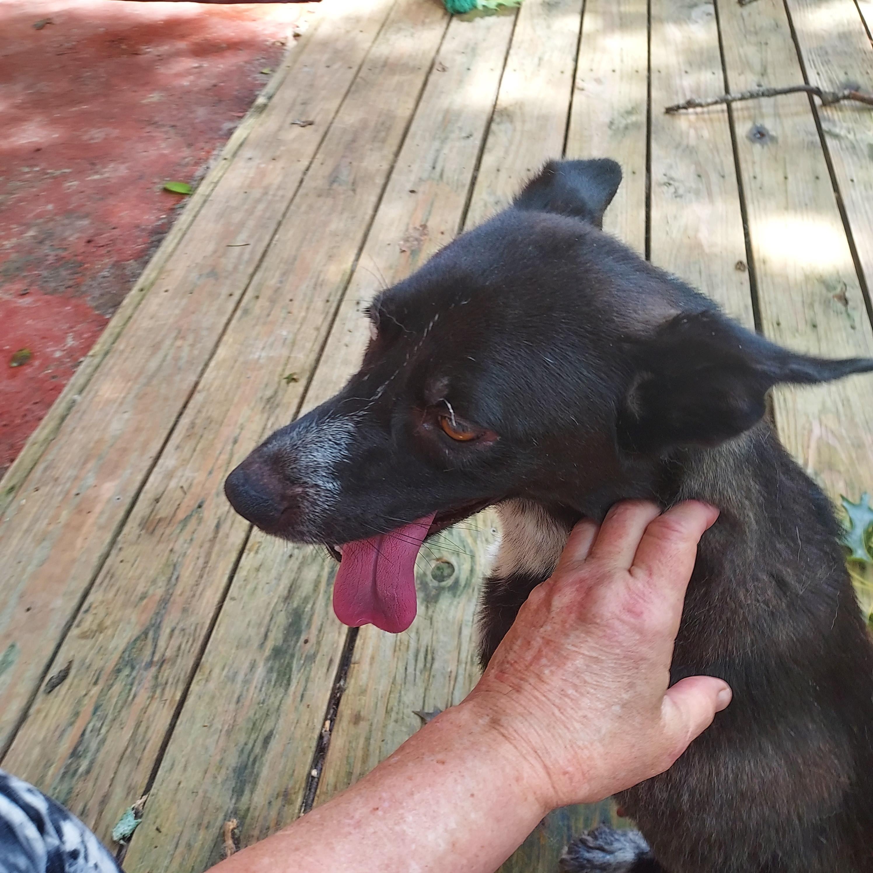 Enlarge Misty mistique, a Adoptable mixed breed in Ellijay, GA image 2/5