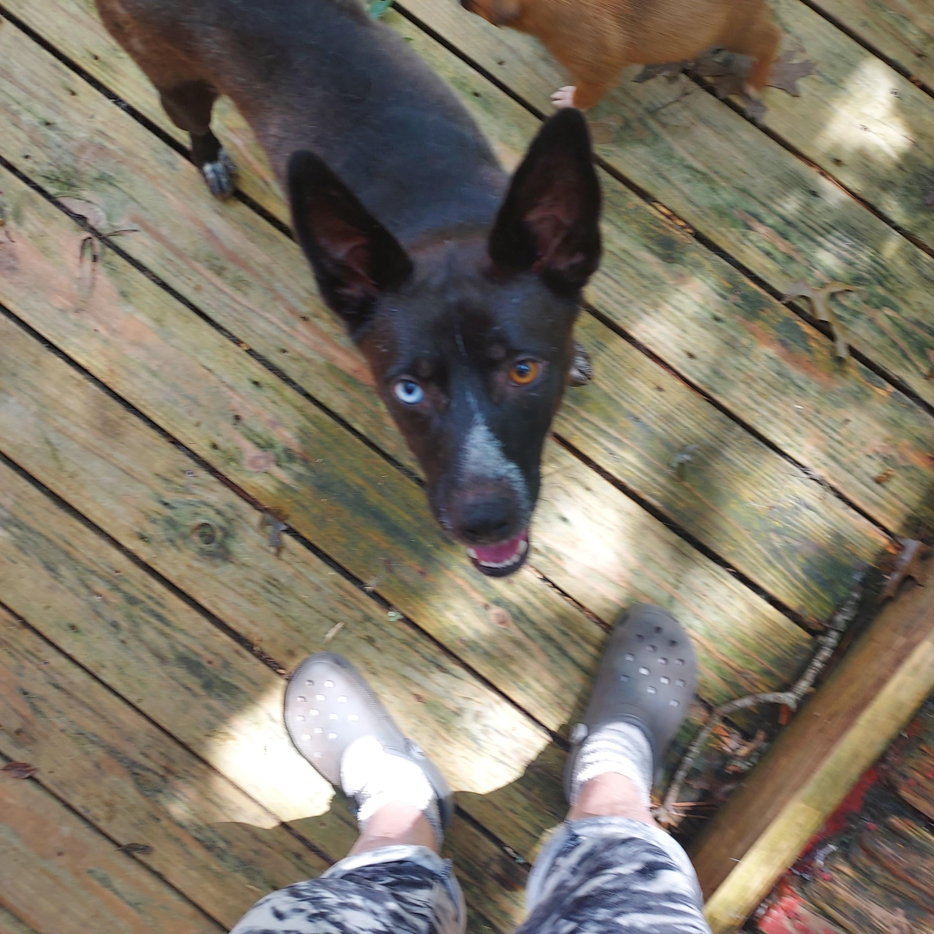 Enlarge Misty mistique, a Adoptable mixed breed in Ellijay, GA image 3/5