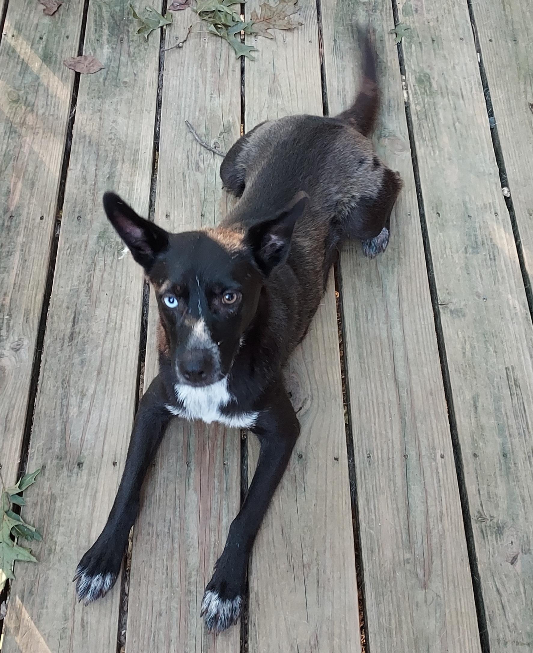 Enlarge Misty mistique, a Adoptable mixed breed in Ellijay, GA image 4/5