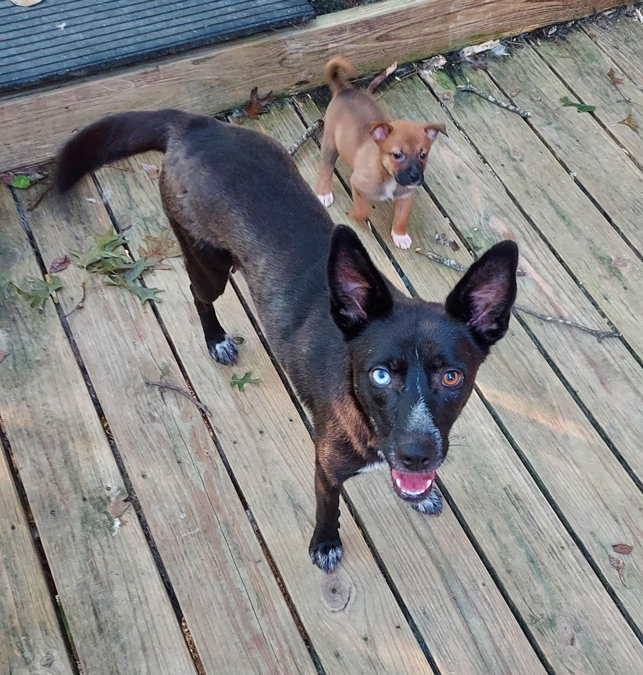 Enlarge Misty mistique, a Adoptable mixed breed in Ellijay, GA image 5/5