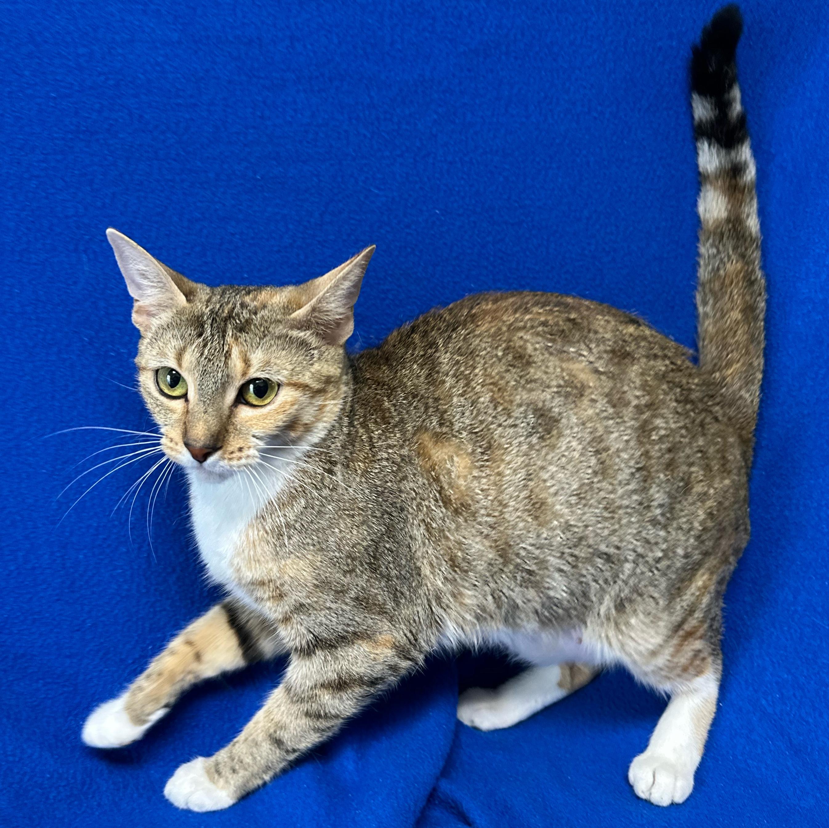 Enlarge Sandy, an adoptable Domestic Short Hair in Valdosta, GA image 1/1