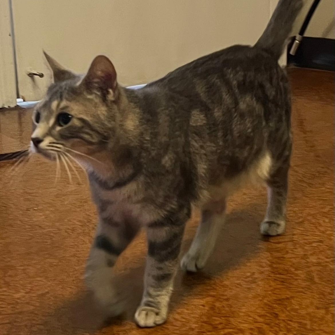 Enlarge Mistie, a Adoptable Domestic Short Hair in Brockport, NY image 3/3