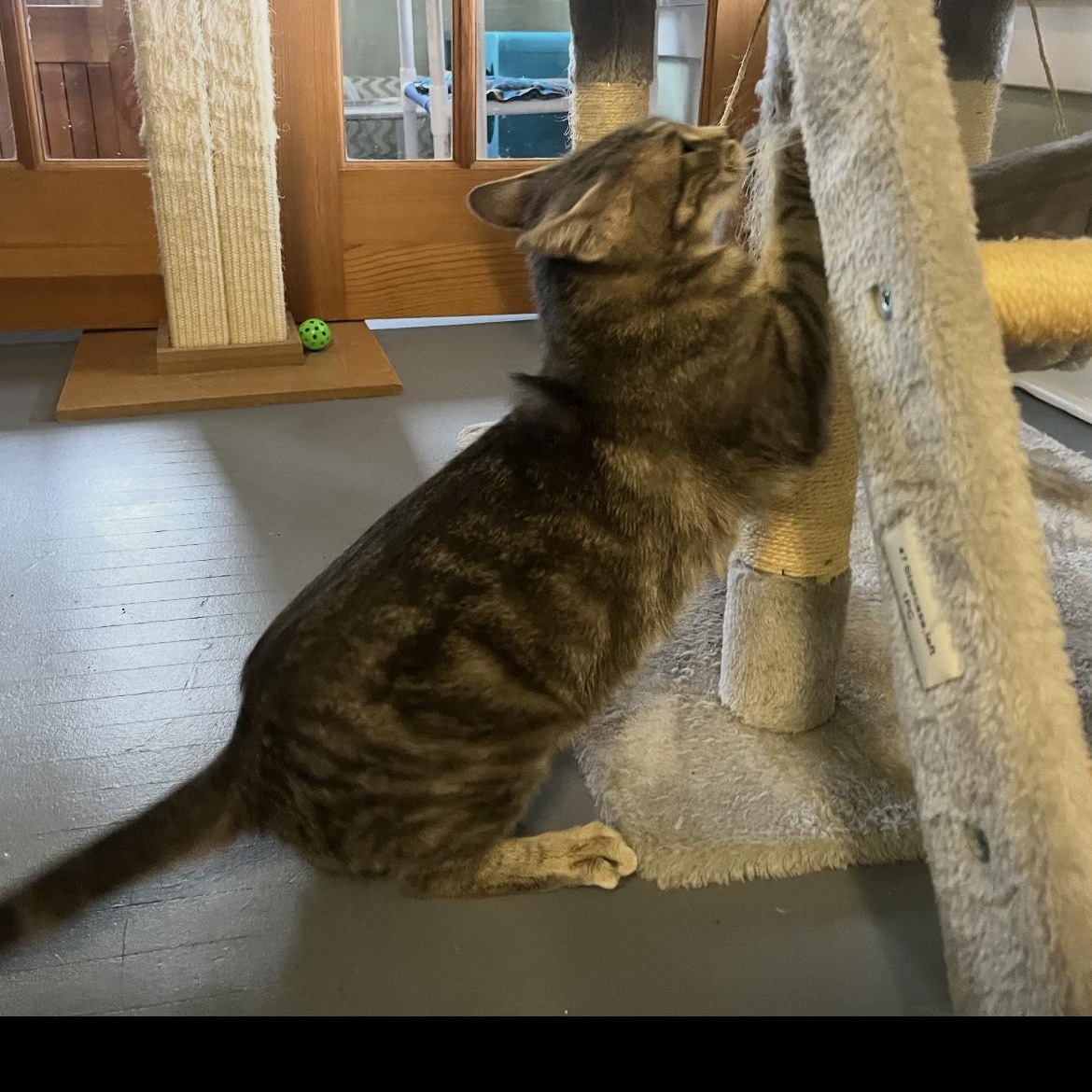 Enlarge Mistie, a Adoptable Domestic Short Hair in Brockport, NY image 2/3