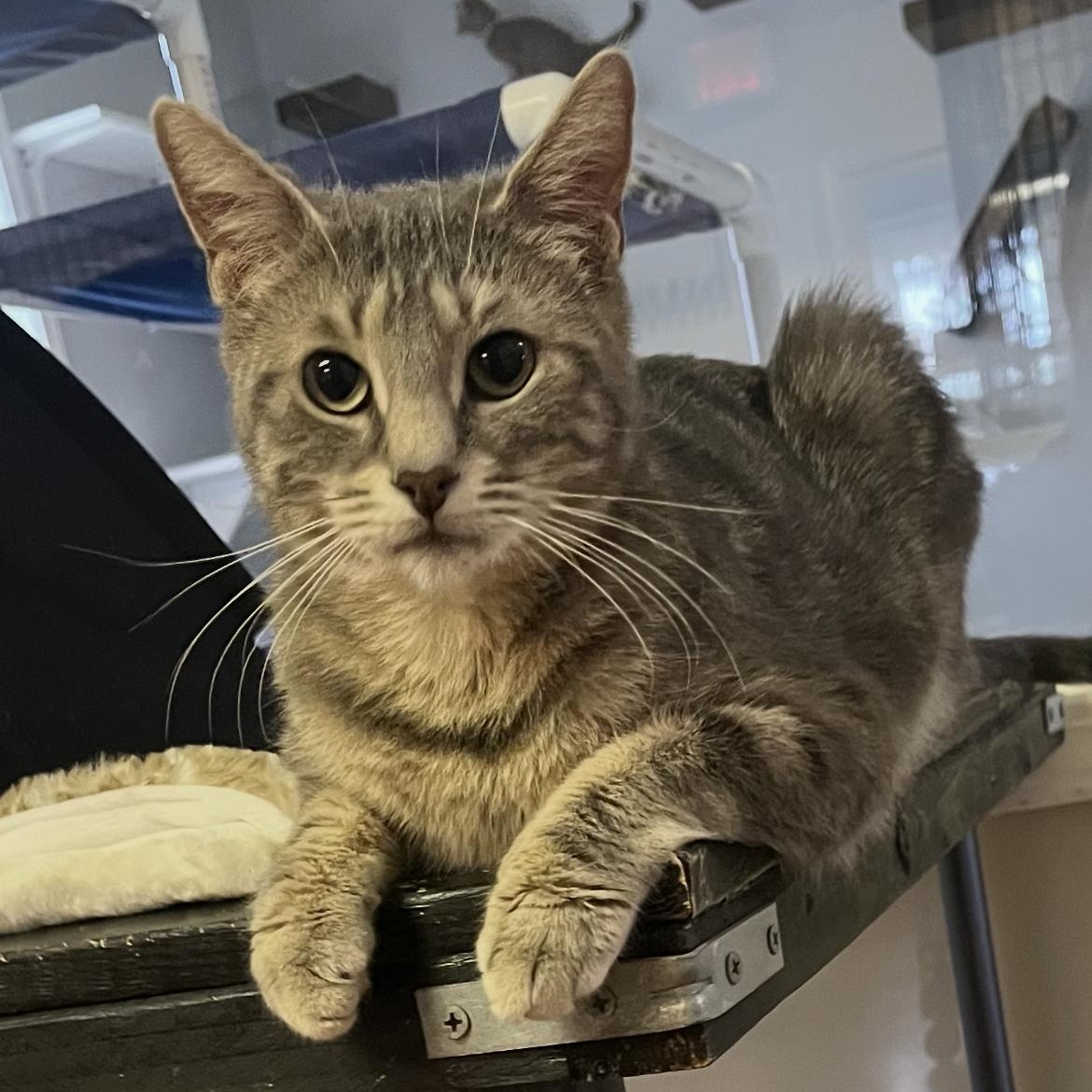 Mistie, Adoptable, Young Female Domestic Short Hair.