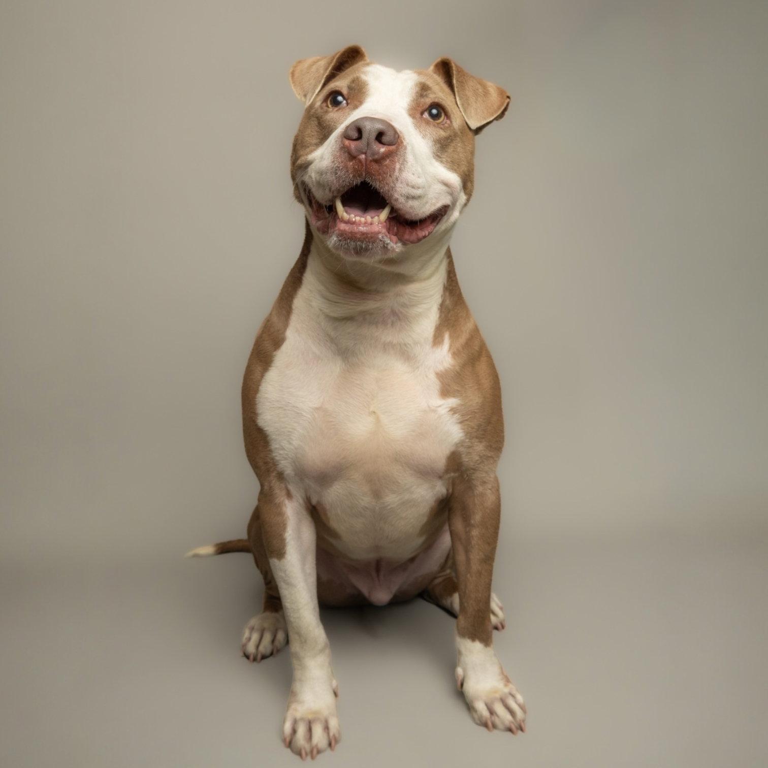 Enlarge Zeus, a Adoptable Pit Bull Terrier in Richardson, TX image 1/1
