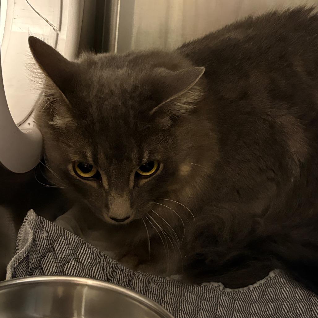 Enlarge Fergus, a Adoptable Domestic Long Hair in Winston-Salem, NC image 1/1